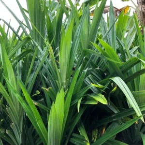 Pandan Plant 3 Gallon Potted - Aromatic Cooking Ingredient