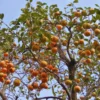 Persimmon Tree Live Plant - 2 to 3 Ft Tall - Fruit Tree - No CA Shipping