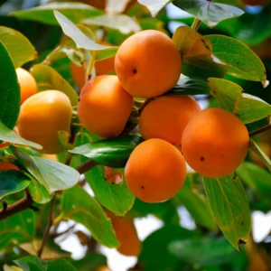 Persimmon Tree Live Plant - 2 to 3 Ft Tall - Fruit Tree - No CA Shipping