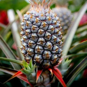 Pineapple Plant - Tropical Fruit Plant - 5-8 Inch Indoor Plant