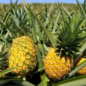 Pineapple Plant - Tropical Fruit Plant - 5-8 Inch Indoor Plant