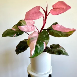 Princess Philodendron Plant Live - 5-8 Inch Variegated Indoor Tropical Foliage