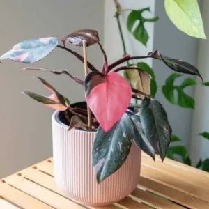 Princess Philodendron Plant Live - 5-8 Inch Variegated Indoor Tropical Foliage