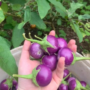 Purple Eggplant Seeds - 100 Count - Vegetable Seeds