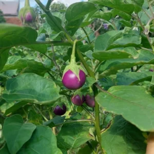 Purple Eggplant Seeds - 100 Count - Vegetable Seeds