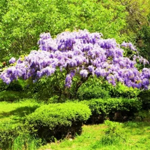 Purple Wisteria Plant - Potted Vine - 2.5 Inch Size - Flowering Plant