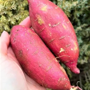 Red Sweet Potato Slips, Sweet Potato Cuttings - 10 Count - Vegetable Starts