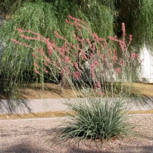 Red Yucca Plant 4