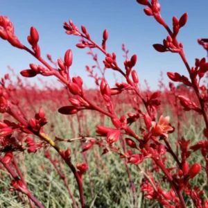 Red Yucca Plant 4
