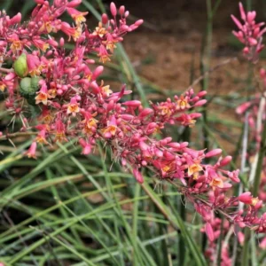 Red Yucca Plant 4