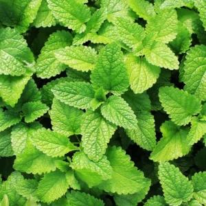Spearmint Plant 4-6 Inch Tall - Fresh Herb Garden Addition