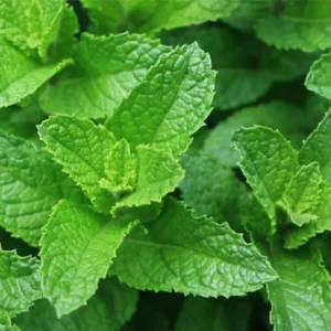 Spearmint Plant 4-6 Inch Tall - Fresh Herb Garden Addition