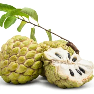 Sugar Apple Tree Live Plant - 2-3 ft Green Fruit Plant - 3 Gallon Potted