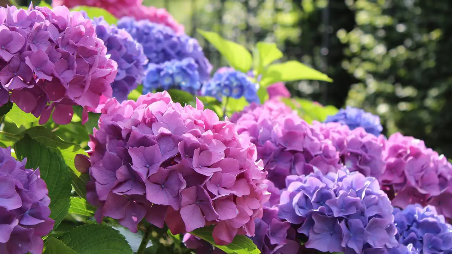 Summer flowers banner-garden nursery