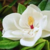 Sweetbay Magnolia Tree Live Plant - Tropical Shrub 8-12 Inches