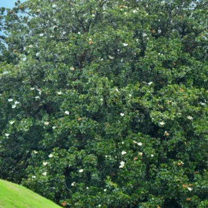 Sweetbay Magnolia Tree Live Plant - Tropical Shrub 8-12 Inches