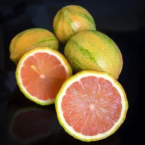 Variegated Pink Lemon Tree 3-4 FT Grafted Tree Citrus