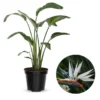 White Bird of Paradise Plant Live - Flower Bush - 9-12 Inches