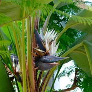 White Bird of Paradise Plant Live - Flower Bush - 9-12 Inches