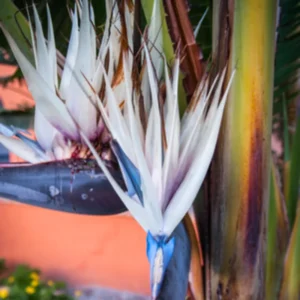 White Bird of Paradise Plant Live - Flower Bush - 9-12 Inches