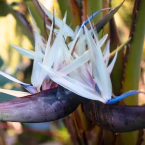 White Bird of Paradise Plant Live - Flower Bush - 9-12 Inches