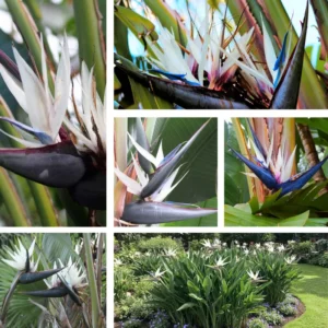 White Bird of Paradise Plant Live - Flower Bush - 9-12 Inches