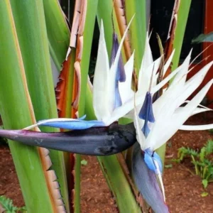 White Bird of Paradise Plant Live Starter Tropical Outdoor Garden Decor