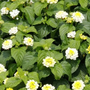 White Lantana Live Plants - Trailing Variety, Outdoor/Indoor Planting, 5-7 Inches