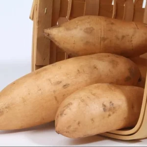 White Sweet Potato Slips - 10 Sweet Potato Cuttings for Planting