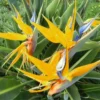 Yellow Bird of Paradise Plant Live, Flower Bush 9-12 Inches, Tropical Bloom