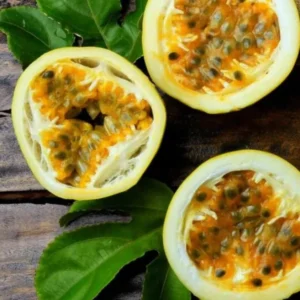 Yellow Passion Fruit Vine Plant - 5 to 8 Inch Tall - Tropical Fruit Vine