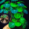 Caudex Plant Stephania Cephalantha Live Succulent - 2.5 Inch Rare Indoor Houseplant