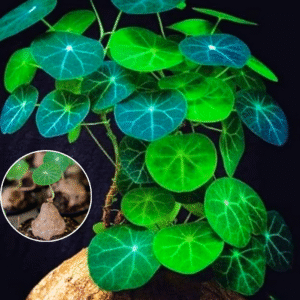 Caudex Plant Stephania Cephalantha Live Succulent - 2.5 Inch Rare Indoor Houseplant