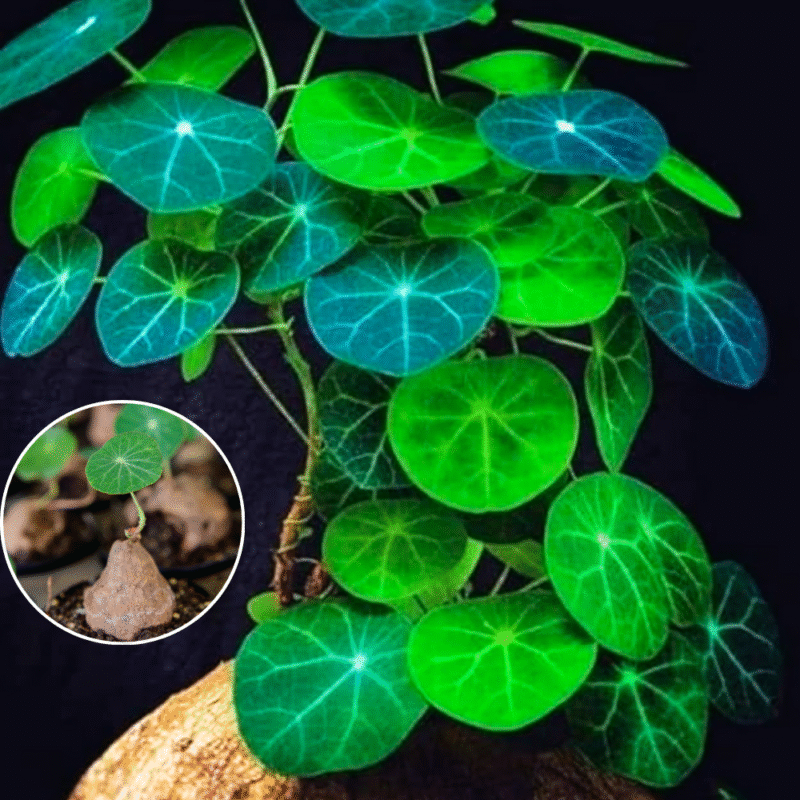 Caudex Plant Stephania Cephalantha Live Succulent - 2.5 Inch Rare Indoor Houseplant