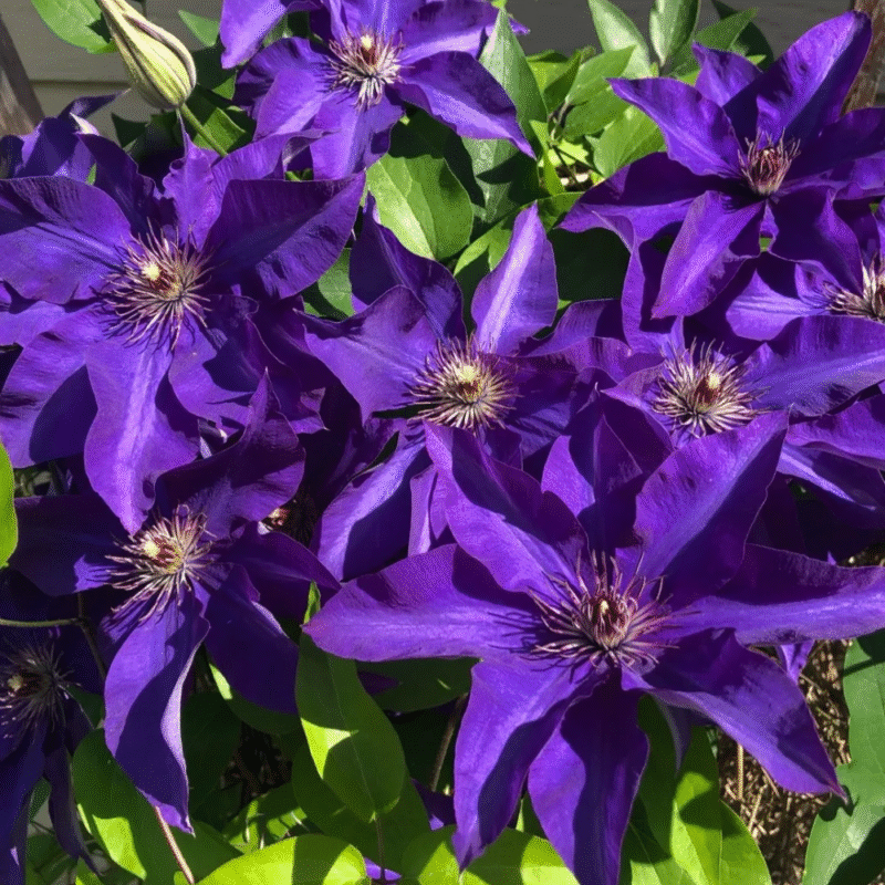 Flowering Clematis Live Plant - 2.5" Pot - Climbing Vine for Garden Trellis - Image 5