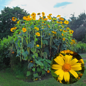 Live Mexican Sunflower Plant - 10-14 inch Tall - 4-inch Pot - Summer Garden Flower