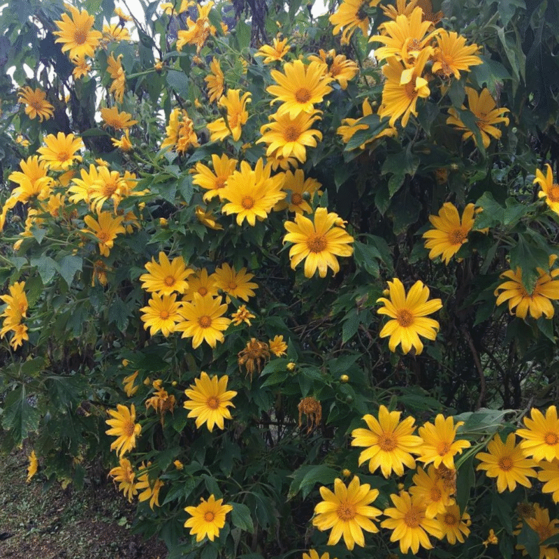 Mexican Sunflower Plant - 10-14 inch Tall - Orange Blooms - 4-inch Pot - Image 2