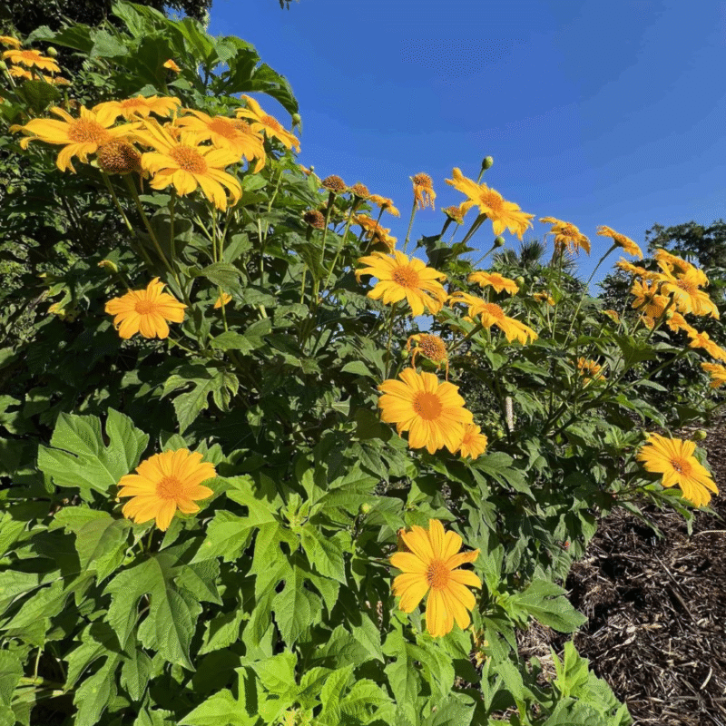 Live Mexican Sunflower Plant - 10-14 inch Tall - 4-inch Pot - Summer Garden Flower - Image 3