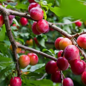 American Plum Tree Live Plant - Hardy Fruit Tree - 6-10 Inch Tall