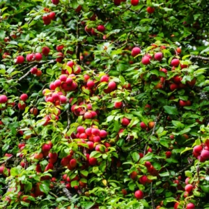 American Plum Tree Live Plant - Hardy Fruit Tree - 6-10 Inch Tall