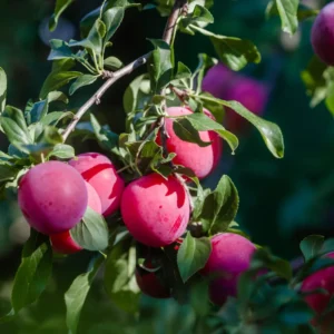 American Plum Tree Live Plant - Hardy Fruit Tree - 6-10 Inch Tall