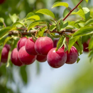 American Plum Tree Live Plant - Hardy Fruit Tree - 6-10 Inch Tall