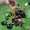 Black Jambu Plum Tree Live Plant - Half Gallon Pot - Sweet Tropical Fruit