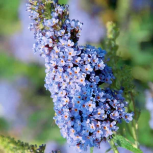 Butterfly Bush Buddleia Live Plant - 4-9" Perennial Shrub for Gardens