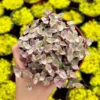Callisia Repens Pink Lady Plant 4 inch Pot - Creeping Inch Plant