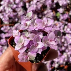 Callisia Repens Pink Lady Plant 4 inch Pot - Creeping Inch Plant