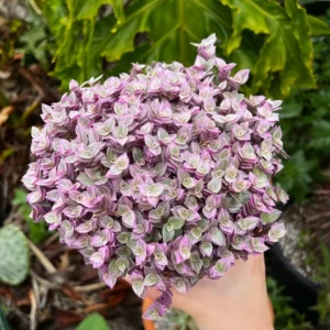 Callisia Repens Pink Lady Plant 4 inch Pot - Creeping Inch Plant