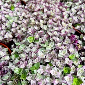 Callisia Repens Pink Lady Plant 4 inch Pot - Creeping Inch Plant