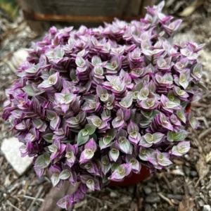 Callisia Repens Pink Lady Plant 4 inch Pot - Creeping Inch Plant