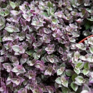 Callisia Repens Pink Lady Plant 4 inch Pot - Creeping Inch Plant